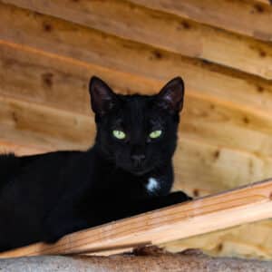 Ebony