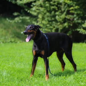 Ares