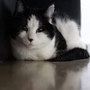 Minzi