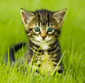 Katzenbabys