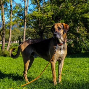 Ares - Schäfer- Schweißhund Mischling - Vorarlberger Tierschutzheim