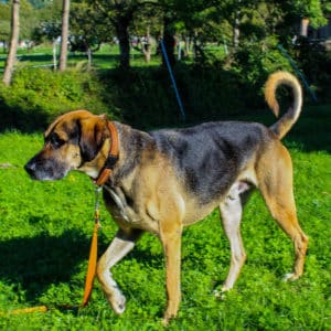 Ares - Schäfer- Schweißhund Mischling - Vorarlberger Tierschutzheim