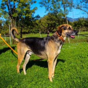 Ares - Schäfer- Schweißhund Mischling - Vorarlberger Tierschutzheim