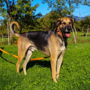 Ares - Schäfer- Schweißhund Mischling - Vorarlberger Tierschutzheim