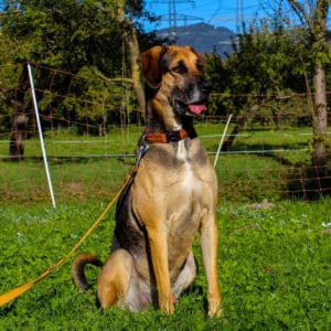 Ares