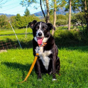 Rico - Appenzeller Mischling - Vorarlberger Tierschutzheim