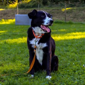 Rico - Appenzeller Mischling - Vorarlberger Tierschutzheim