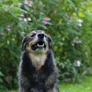 Nanuk I Schäferhund Mischling | Vorarlberger Tierschutzheim