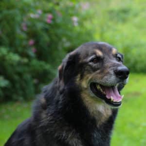 Nanuk I Schäferhund Mischling | Vorarlberger Tierschutzheim