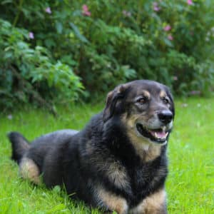 Nanuk I Schäferhund Mischling | Vorarlberger Tierschutzheim