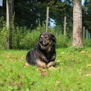 Nanuk I Schäferhund Mischling | Vorarlberger Tierschutzheim