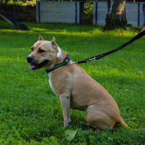 Kira - American Staffordshire Terrier - Vorarlberger Tierschutzheim