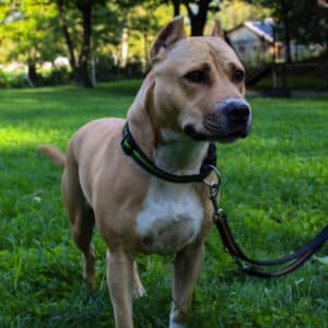 Kira - American Staffordshire Terrier - Vorarlberger Tierschutzheim