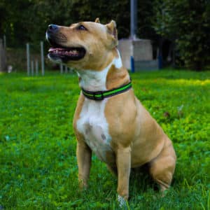 Kira I American Staffordshire Terrier | Vorarlberger Tierschutzheim