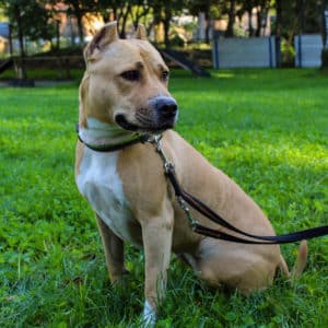 Kira - American Staffordshire Terrier - Vorarlberger Tierschutzheim