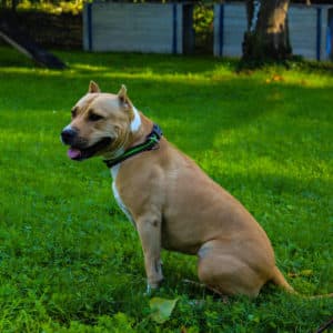 Kira I American Staffordshire Terrier | Vorarlberger Tierschutzheim