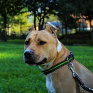 Kira - American Staffordshire Terrier - Vorarlberger Tierschutzheim