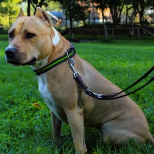 Kira - American Staffordshire Terrier - Vorarlberger Tierschutzheim