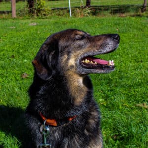 Nanuk - Schäferhund Mischling - Vorarlberger Tierschutzheim