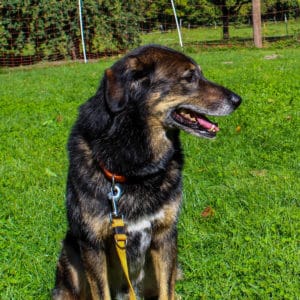Nanuk - Schäferhund Mischling - Vorarlberger Tierschutzheim