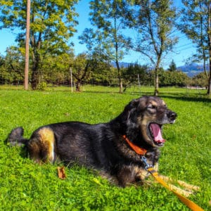 Nanuk - Schäferhund Mischling - Vorarlberger Tierschutzheim