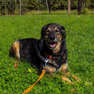 Nanuk - Schäferhund Mischling - Vorarlberger Tierschutzheim