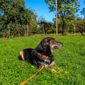 Nanuk - Schäferhund Mischling - Vorarlberger Tierschutzheim