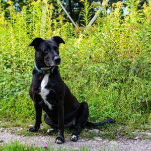 Gina I American Staffordshire Terrier - Labrador Mischling | Vorarlberger Tierschutzheim