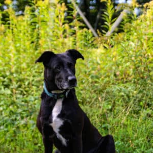 Gina I American Staffordshire Terrier - Labrador Mischling | Vorarlberger Tierschutzheim
