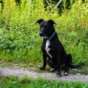 Gina I American Staffordshire Terrier - Labrador Mischling | Vorarlberger Tierschutzheim