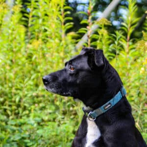 Gina I American Staffordshire Terrier - Labrador Mischling | Vorarlberger Tierschutzheim