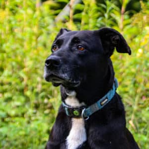 Gina I American Staffordshire Terrier - Labrador Mischling | Vorarlberger Tierschutzheim
