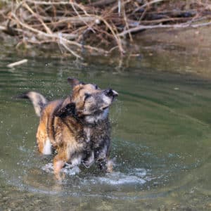 Figo I Belgischer Schäferhund | Vorarlberger Tierschutzheim