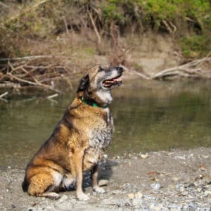 Figo I Belgischer Schäferhund | Vorarlberger Tierschutzheim