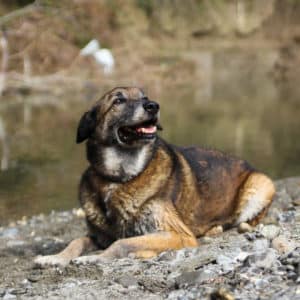Figo I Belgischer Schäferhund | Vorarlberger Tierschutzheim