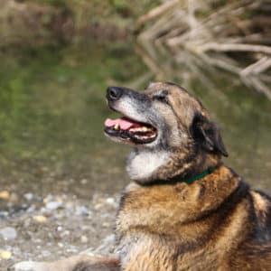 Figo I Belgischer Schäferhund | Vorarlberger Tierschutzheim