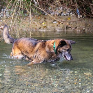 Figo I Belgischer Schäferhund | Vorarlberger Tierschutzheim