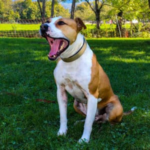 Dexter - American Bulldog-Mischling - Vorarlberger Tierschutzheim