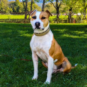 Dexter - American Bulldog-Mischling - Vorarlberger Tierschutzheim