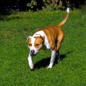 Dexter - American Bulldog-Mischling - Vorarlberger Tierschutzheim