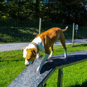 Dexter - American Bulldog-Mischling - Vorarlberger Tierschutzheim