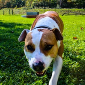 Dexter - American Bulldog-Mischling - Vorarlberger Tierschutzheim