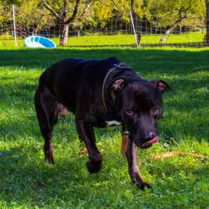 Rebel - American Staffordshire Terrier - Vorarlberger Tierschutzheim
