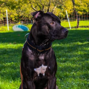 Rebel - American Staffordshire Terrier - Vorarlberger Tierschutzheim