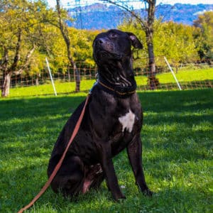 Rebel - American Staffordshire Terrier - Vorarlberger Tierschutzheim