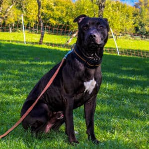 Rebel - American Staffordshire Terrier - Vorarlberger Tierschutzheim