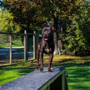Rebel - American Staffordshire Terrier - Vorarlberger Tierschutzheim