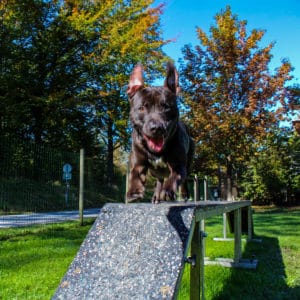 Rebel - American Staffordshire Terrier - Vorarlberger Tierschutzheim