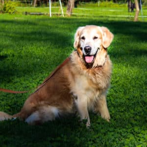Sammy - Golden Retriever - Vorarlberger Tierschutzheim