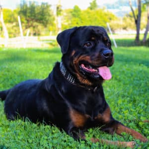 Ares